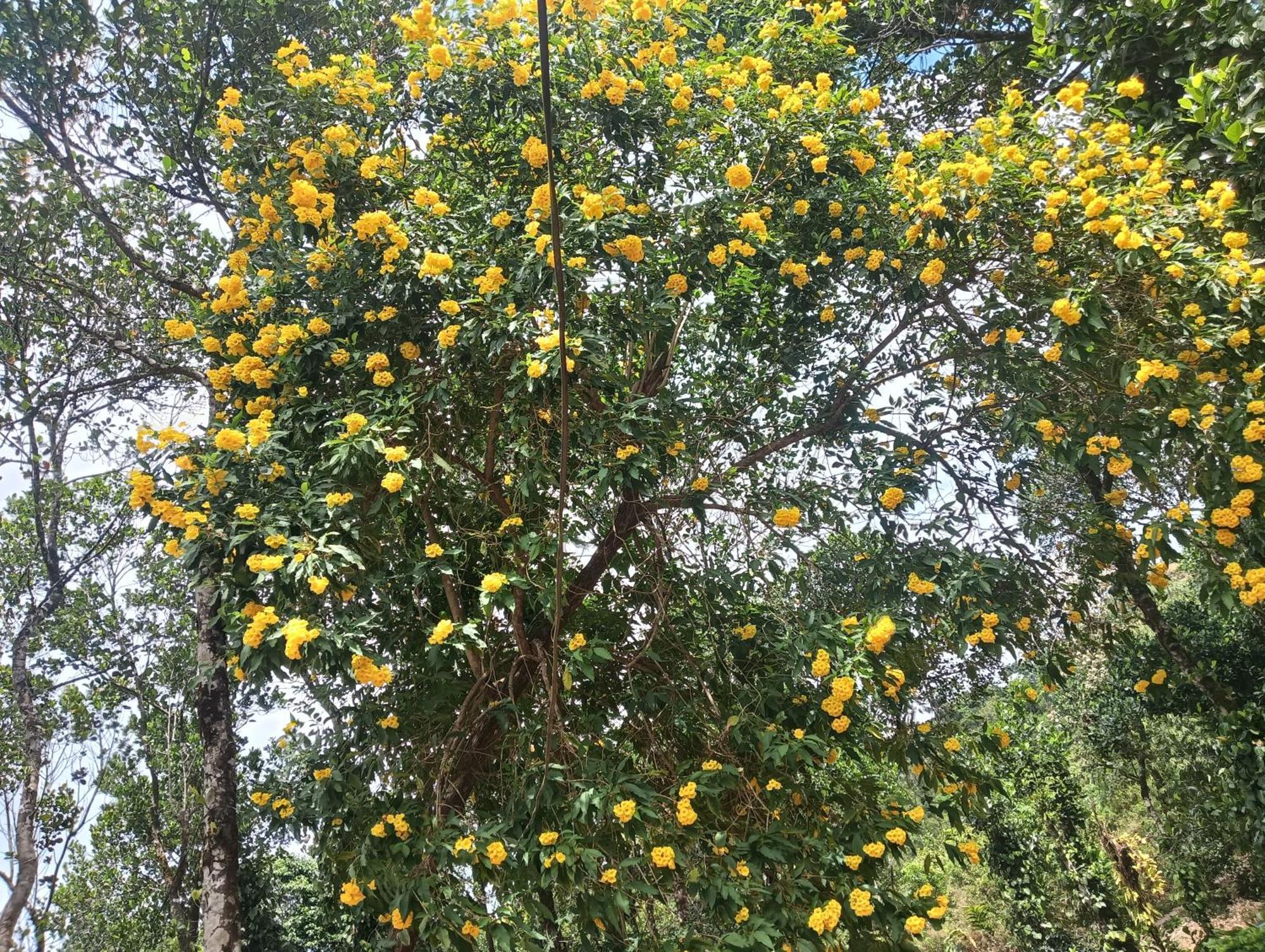 Tharayil Farm Farm stay Vagamon